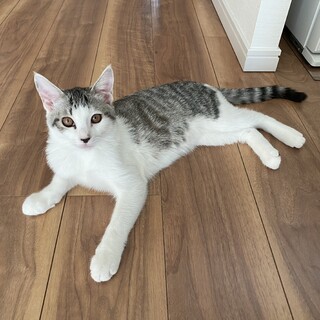マサムネ