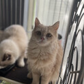 すごーく懐っこいマンチカン子猫