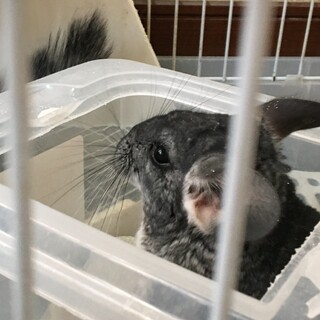 ただいま交渉中です一旦募集終了します