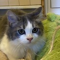 【サイベリアン子猫】ぬいぐるみのような男の子