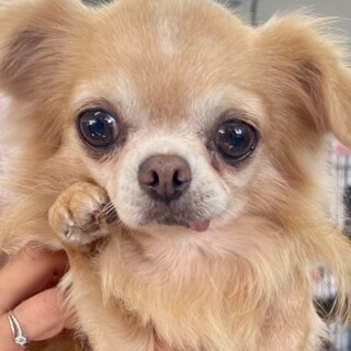 21-M805　大人しい小さなチワワ君♪