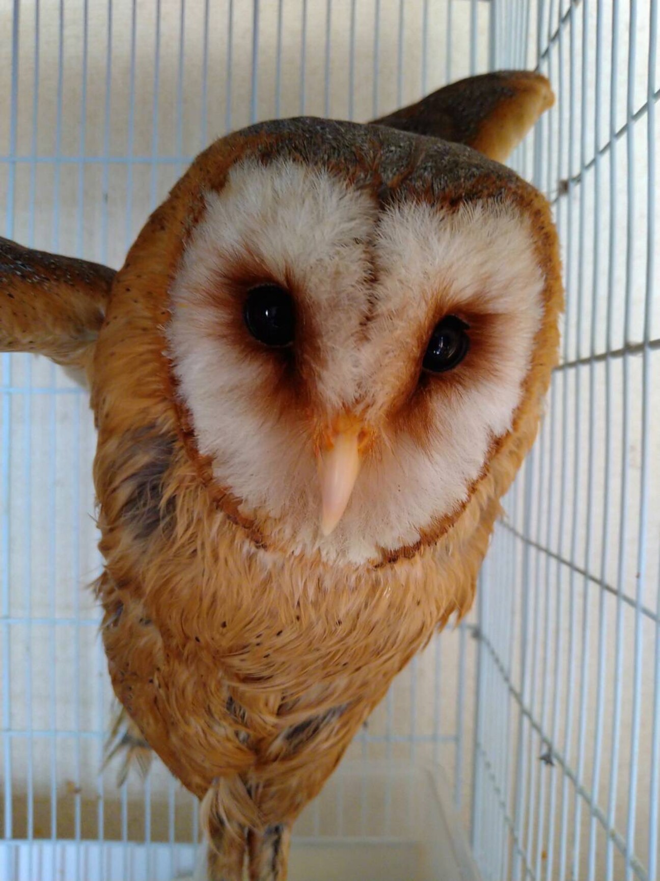 メンフクロウのメンちゃん 埼玉県 鳥の里親募集 ペットのおうち 月間利用者150万人