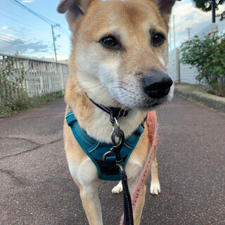 おっとりした性格の【クスト】くん