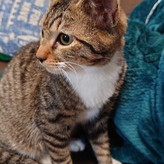 甘えん坊のオスです