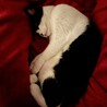 定位置の猫