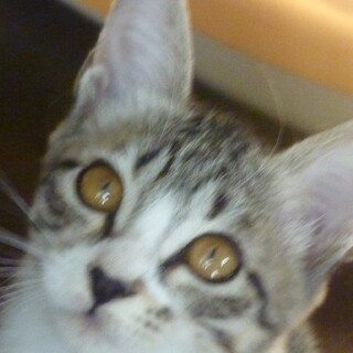 キジ白の女の子　篠（しの)ちゃん