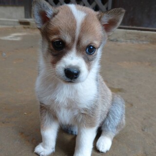 かわいい1ヶ月雑種の子犬「みつばちゃん」