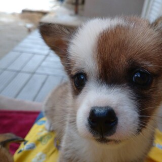 かわいい1ヶ月雑種の子犬「よつばちゃん」