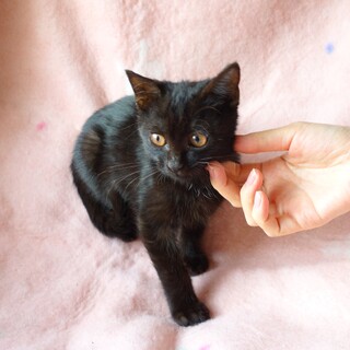 人なつこく食欲旺盛な男の子　トイレも完璧です！