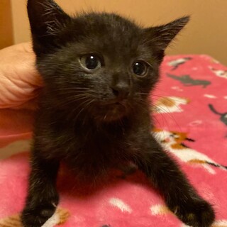 黒猫　3ヶ月メス　甘えん坊抱っこ大好きふゆちゃん