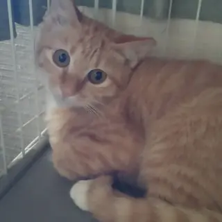 白い手袋　靴下履いてます　花火ちゃん