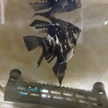 エンゼルフィッシュ2匹