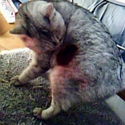 「ローストキャット」サムネイル1