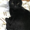 人懐こい黒猫のサスケです。
