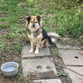 里親募集　助けてください…