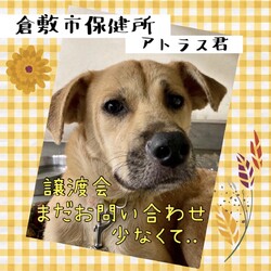 「倉敷市保健所休日譲渡会はもうすぐ！→全頭譲渡決定！」サムネイル1