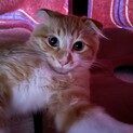 とにかくかわいい！スコティッシュ系ミックス