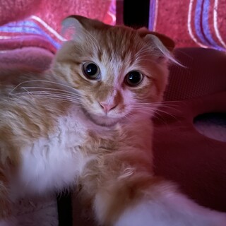 とにかくかわいい！スコティッシュ系ミックス