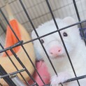 アメリカンフェレットの御家族募集です