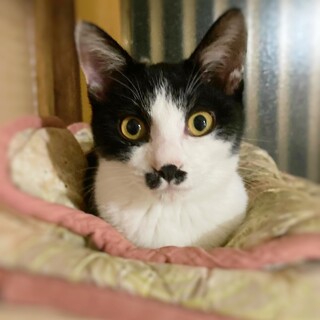 とっても甘えん坊♥️ぬいぐるみみたいなお髭子猫