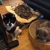 ちゃんごえ