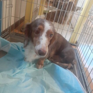 【緊急】片目のダックス★雄雌★岐阜～★