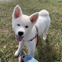 【サモアキー】募集を一旦中止します