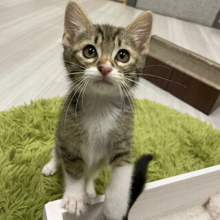 【11/23東銀座】テンくん2ヵ月♪