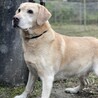 ラブラドールの男の子 サムネイル4