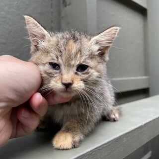 【兄弟猫】サビちゃん