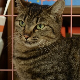 キジトラ1歳♥シャイなアズキちゃん