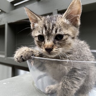 【兄弟猫】キジトラちゃん