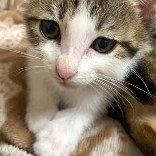 ハート柄のきじしろちゃん