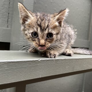 【兄弟猫】キジトラちゃん