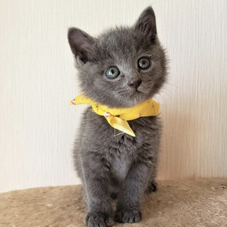 【11/14東銀座】真珠くん1ヵ月半♪