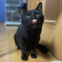 いかついお顔の激甘ボーイ☆ブラックパンサーくん3歳