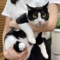 美人なハチワレ☆トコちゃん2歳