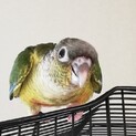ワキコガネインコ(中断)