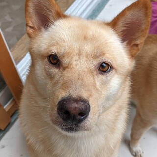 おっとり優しい少し大きめの柴犬系のミックスの女の子