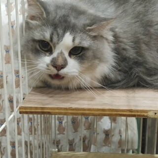 サイベリアのシャア君