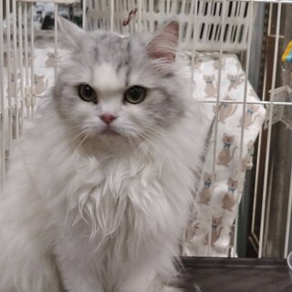 マンチカンのマロンちゃん