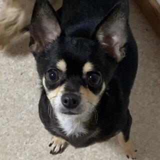 上ノ国（かみのくに）愛玩犬目指して修行中です♪