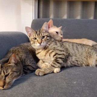 〈おき〉→〈ごん〉