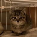 きじとら3ヶ月　おっとりなずなちゃん