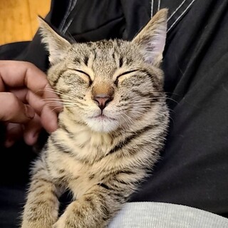 *抱っこ大好き*　キジ君