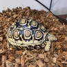 はせてつ