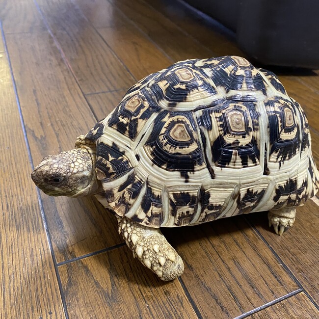 はせてつのカバー写真