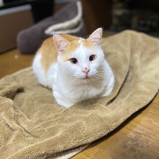 心優しい、猫に好かれる男の子