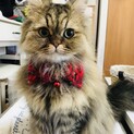チンチラゴールデン　ペルシャ　男の子