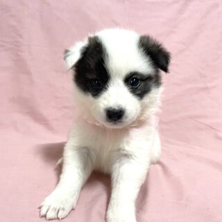 保健所からレスキューした子犬♂空